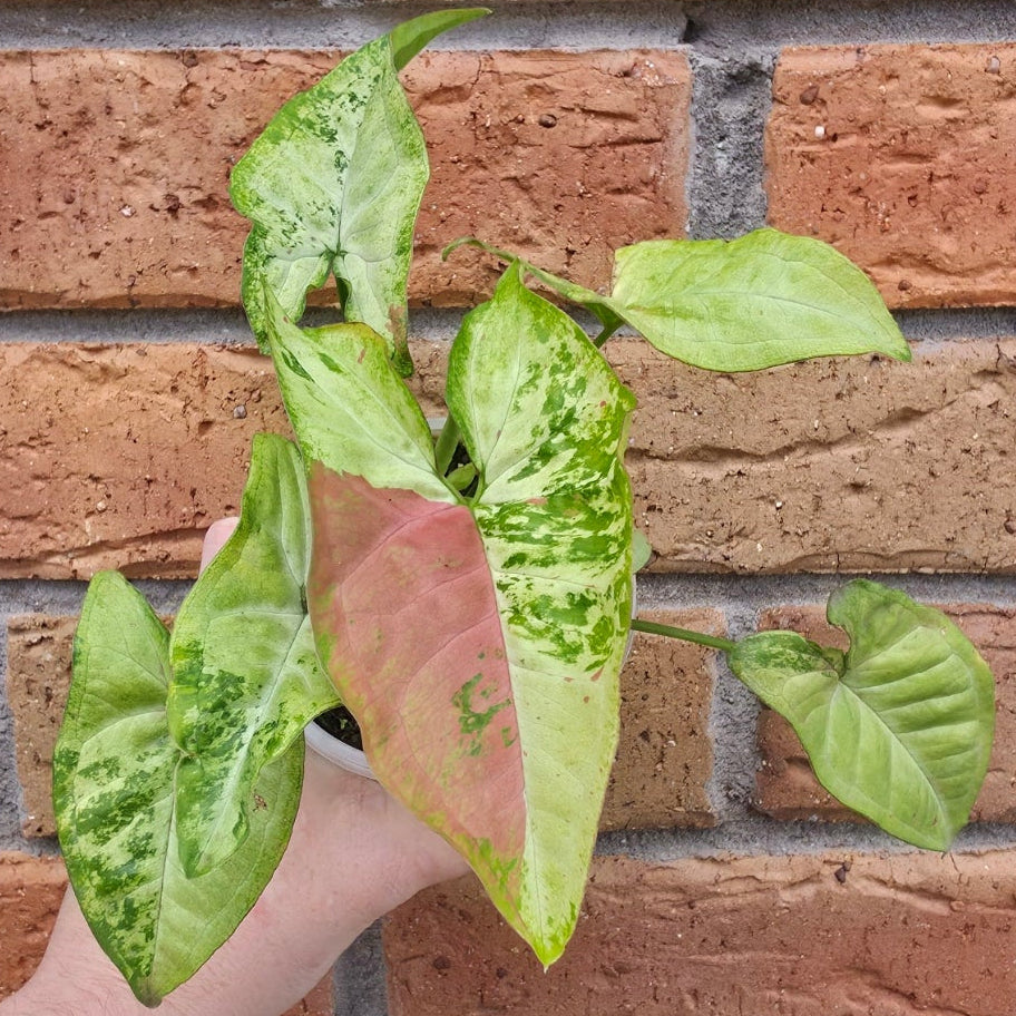 Syngonium Confetti Tricolour