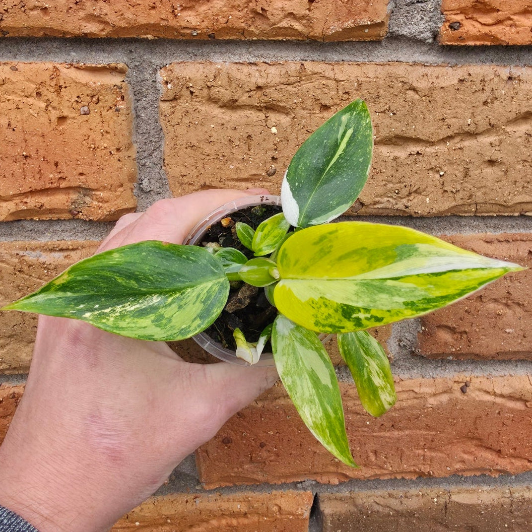 Philodendron White Princess Aurea