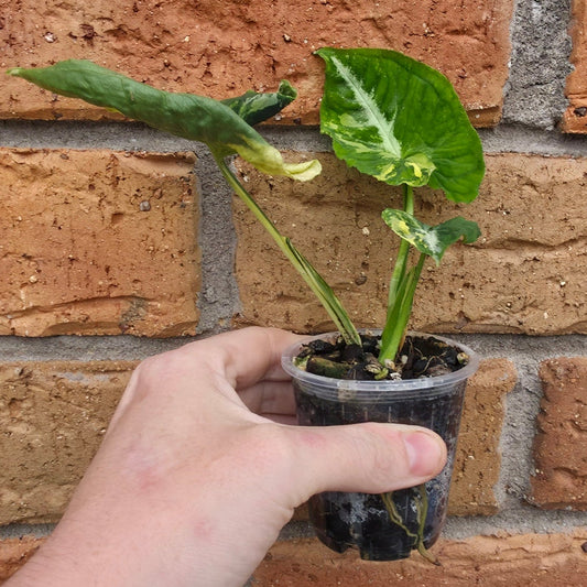 Syngonium Scrambled Eggs