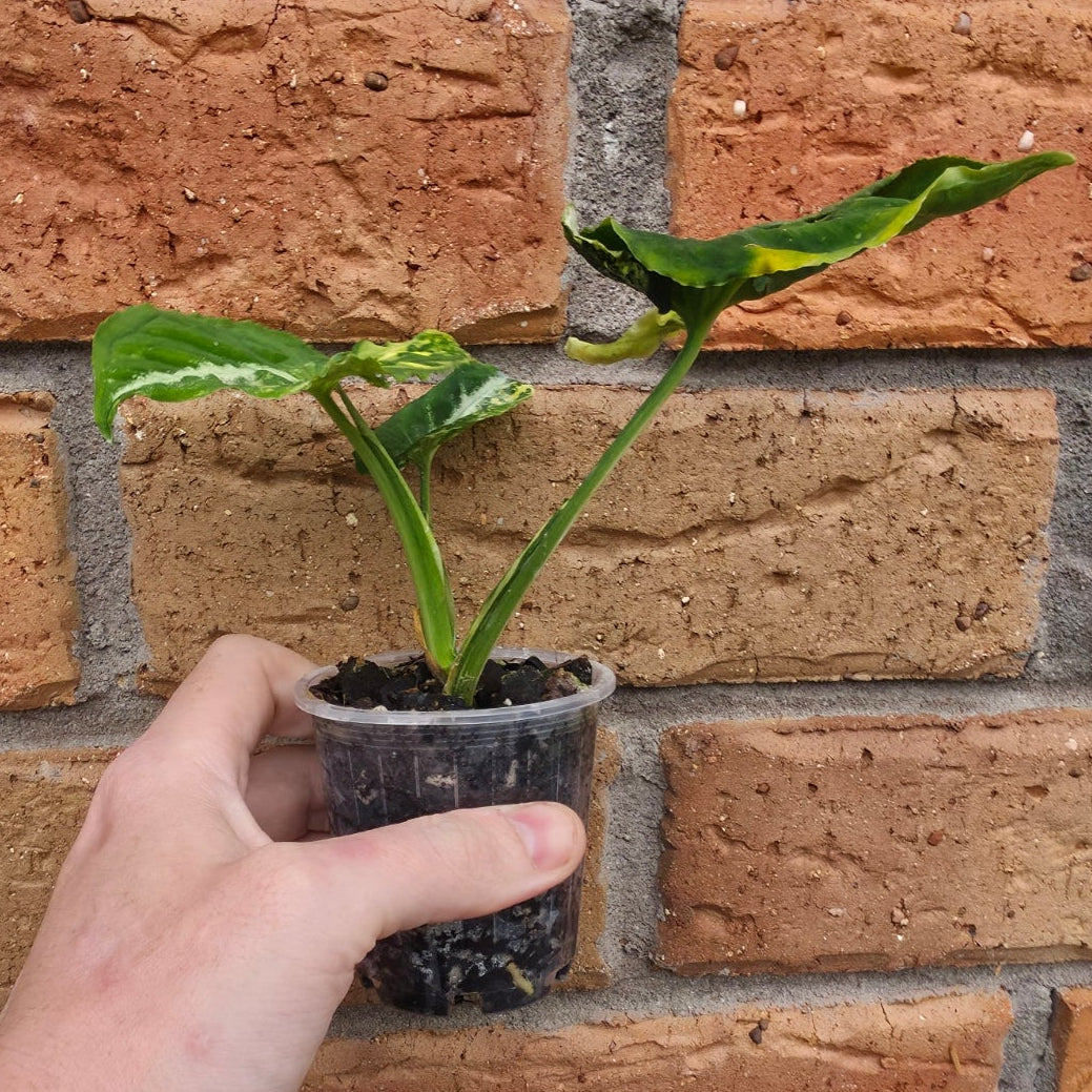 Syngonium Scrambled Eggs