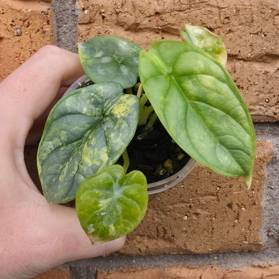 Alocasia Silver Dragon Aurea