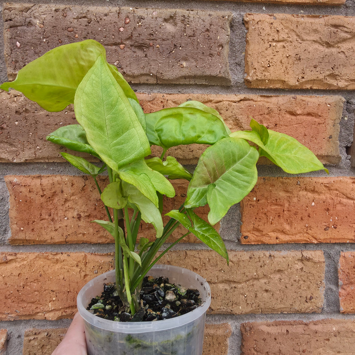 Syngonium Milk Confetti