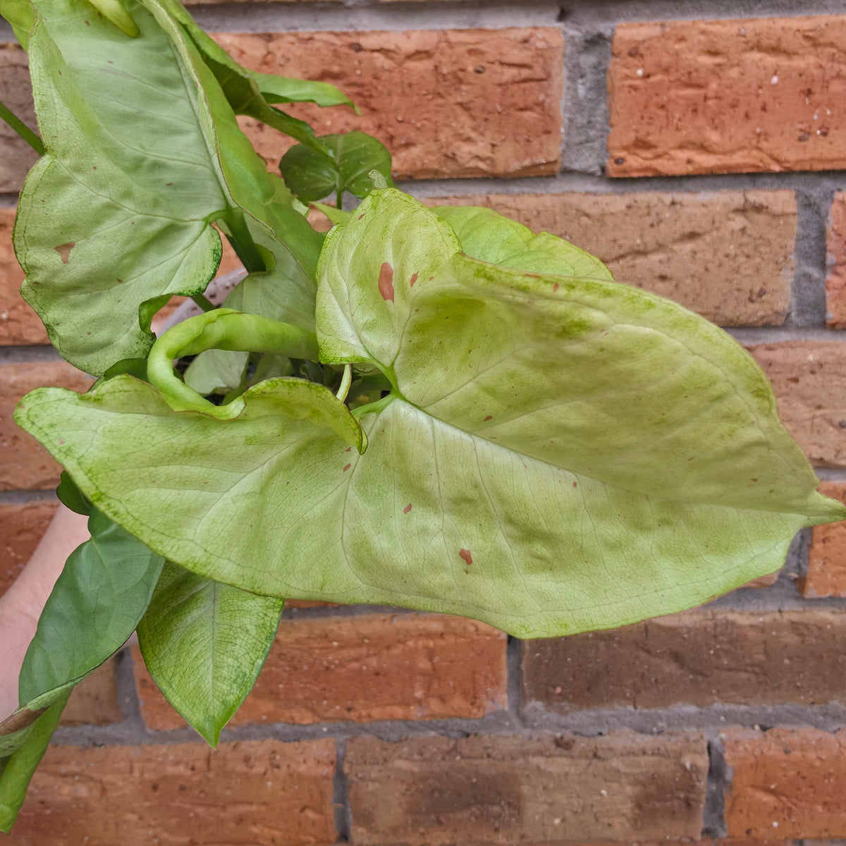 Syngonium Milk Confetti