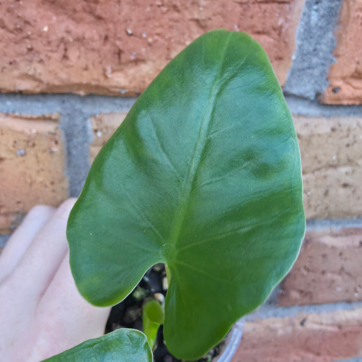 Alocasia Macrorrhiza Variegated