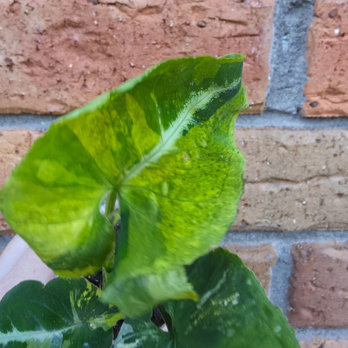 Syngonium Scrambled Eggs