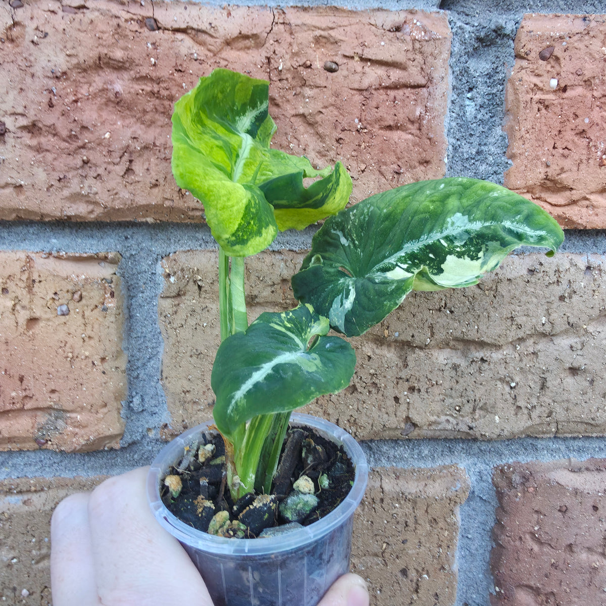 Syngonium Scrambled Eggs