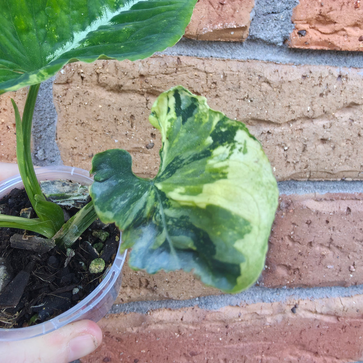 Syngonium Scrambled Eggs