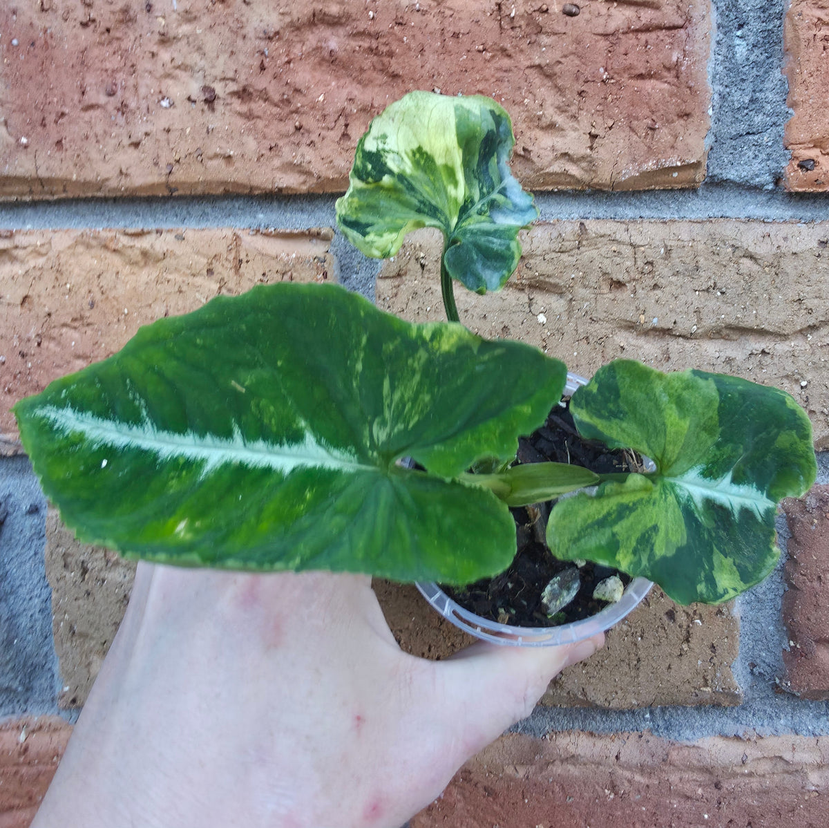 Syngonium Scrambled Eggs
