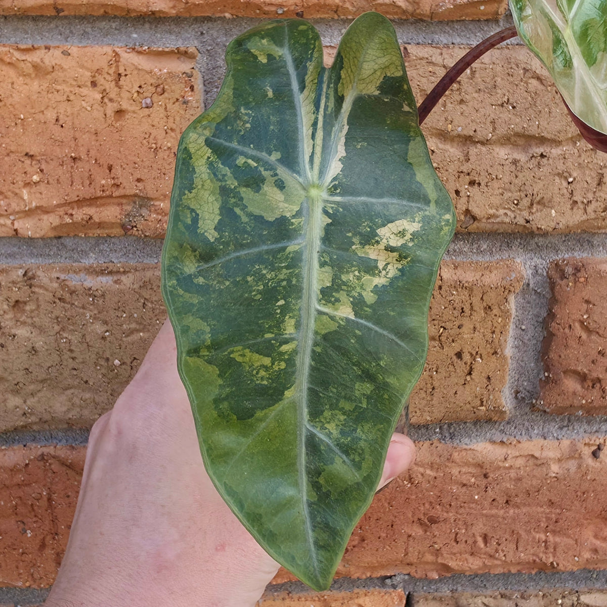 Alocasia Pseudo Sanderiana Pink