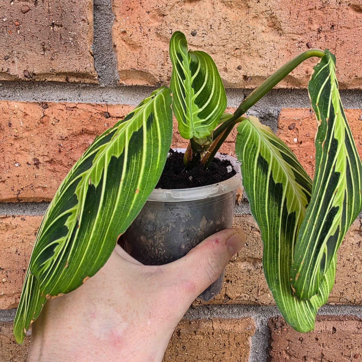 Maranta Lemon Lime