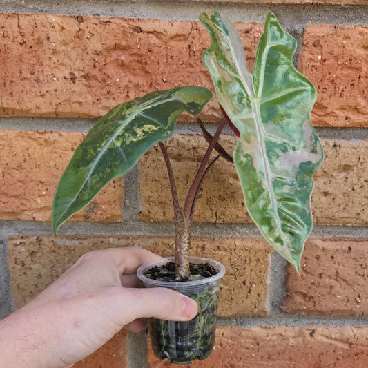Alocasia Pseudo Sanderiana Pink