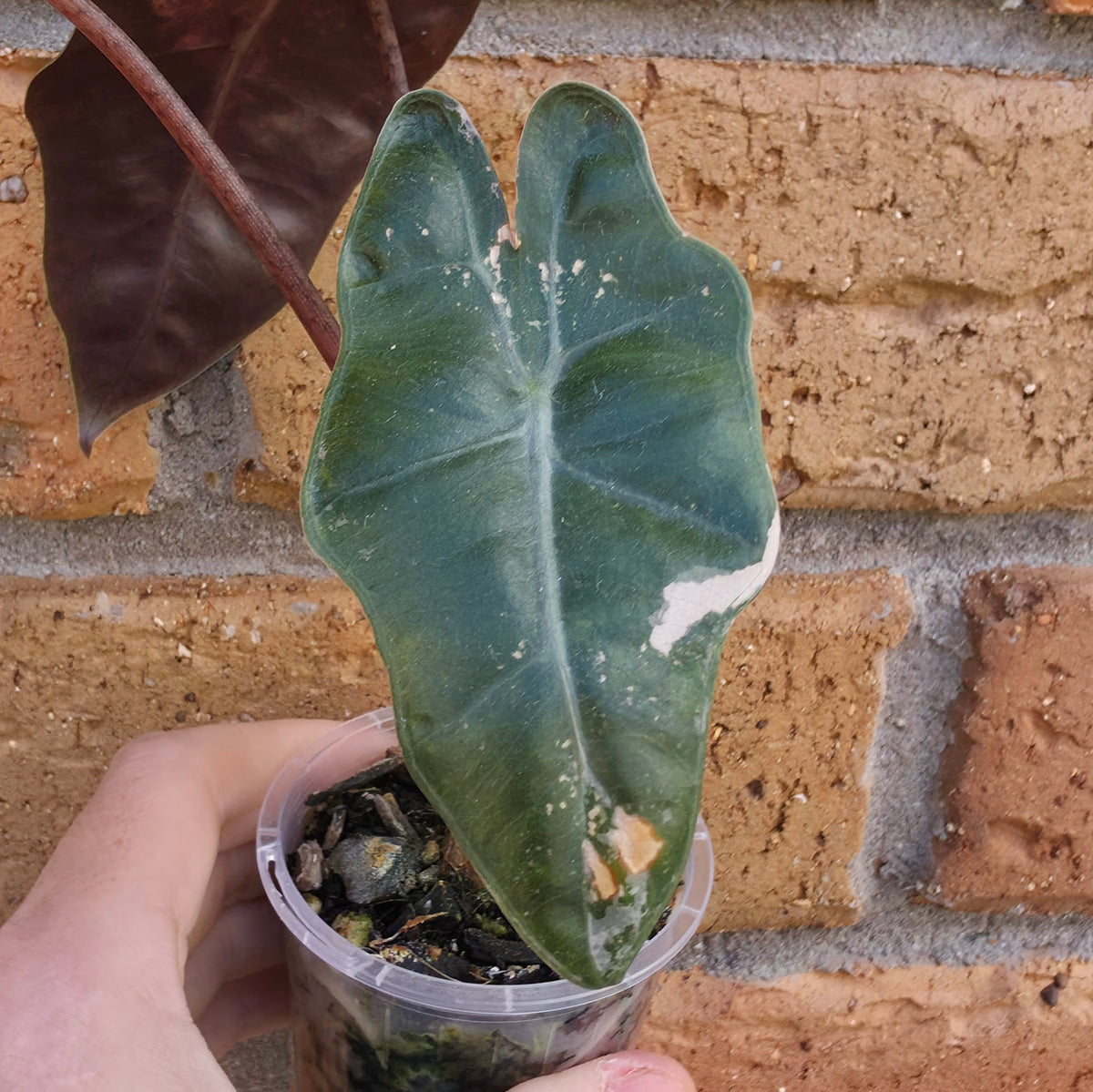 Alocasia Pseudo Sanderiana Pink