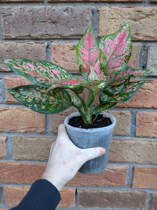 Aglaonema Anyamaree