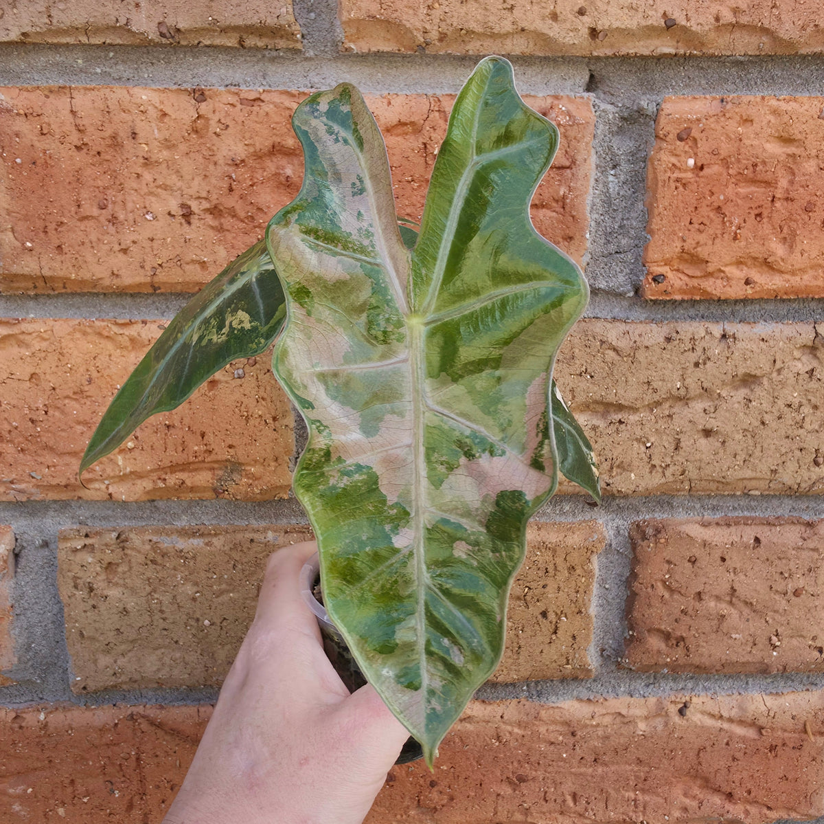 Alocasia Pseudo Sanderiana Pink