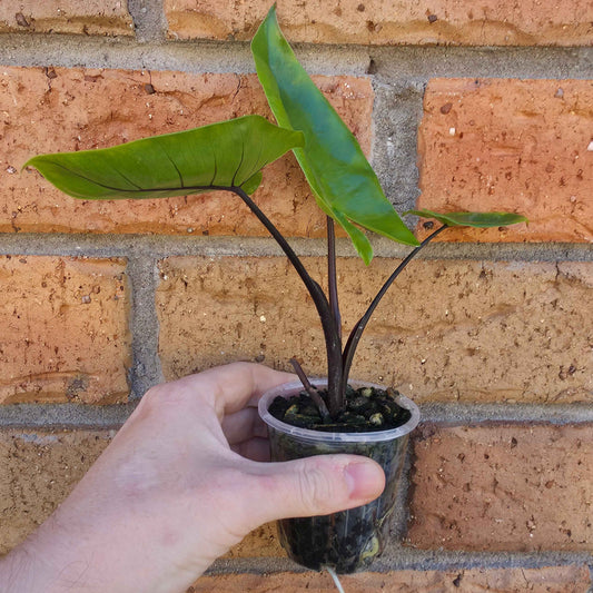 Alocasia Black Stem Variegated Reverted