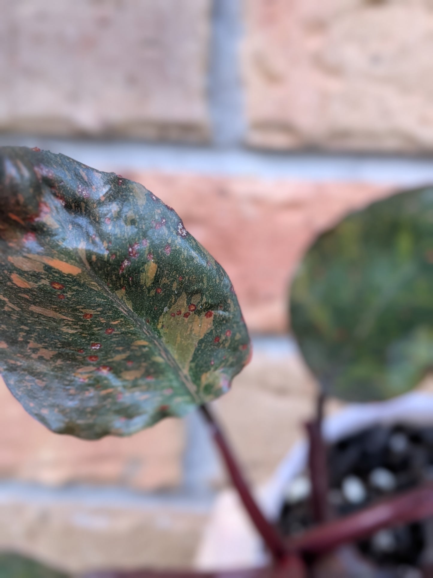 Philodendron Orange Princess #PX01