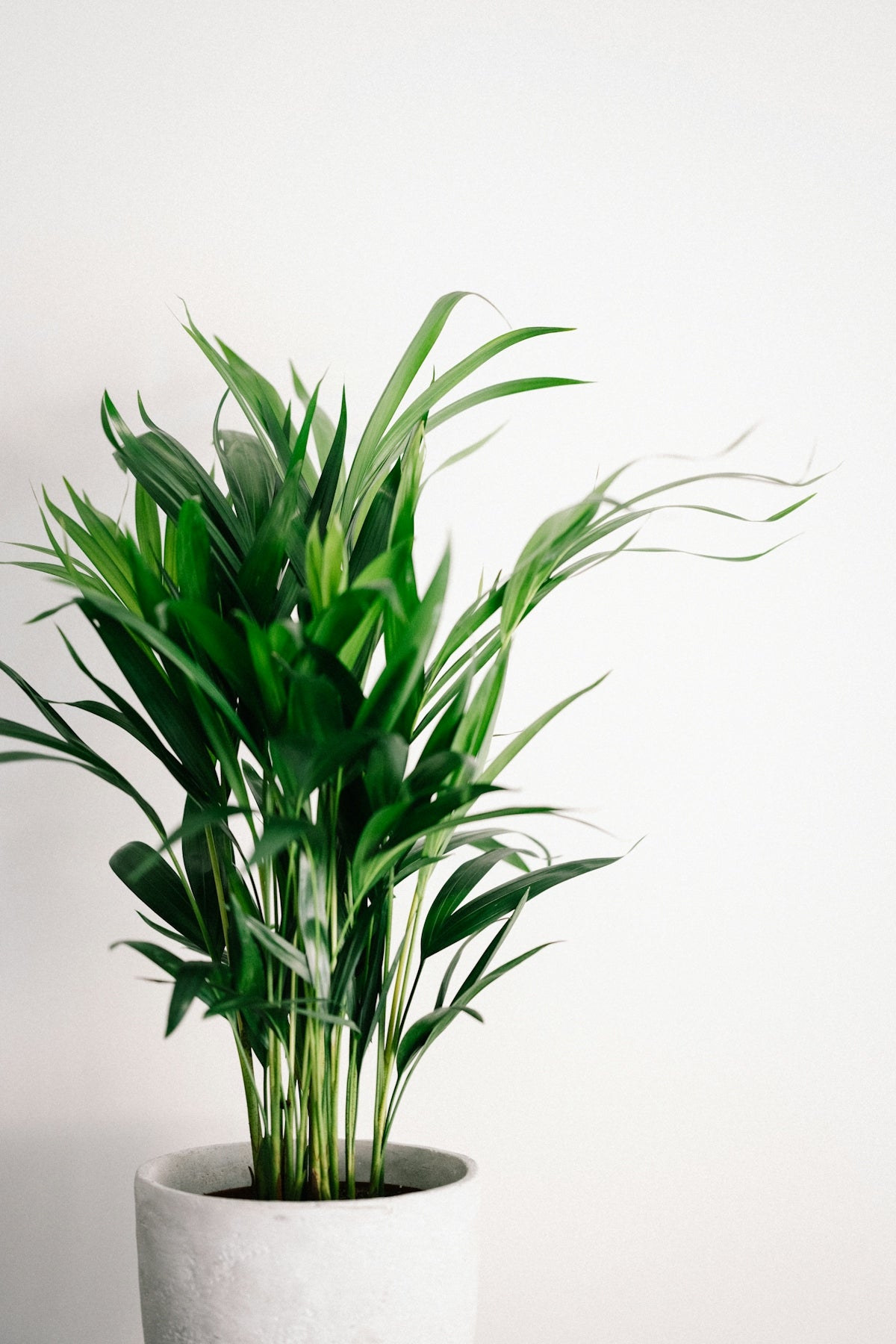 What You Need to Know about Rare Indoor Plants in Australia – Roots ...