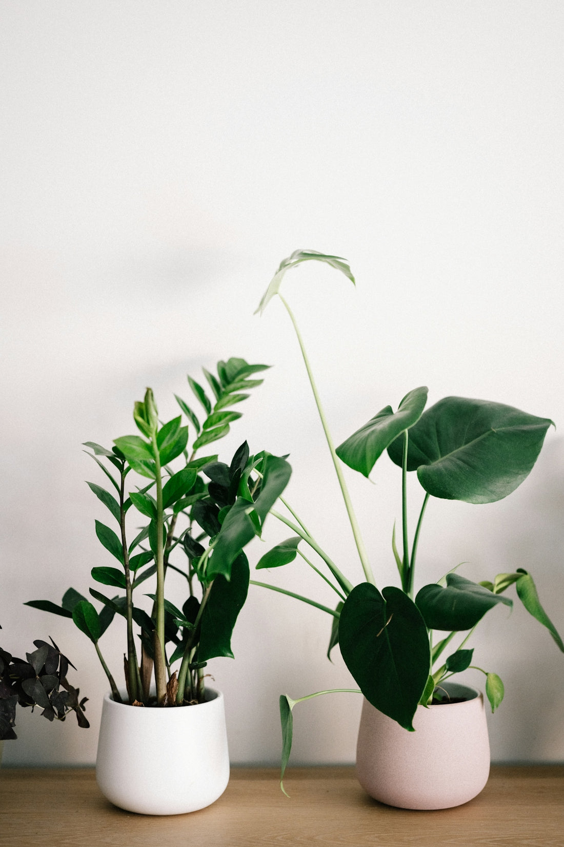 green plant in white pot