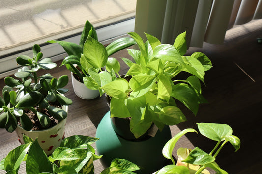 A collection of potted houseplants including a jade plant and pothos on a table