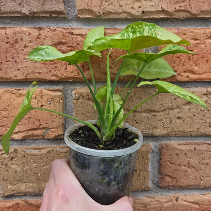 Syngonium Confetti Tricolour