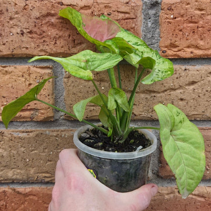 Syngonium Confetti Tricolour