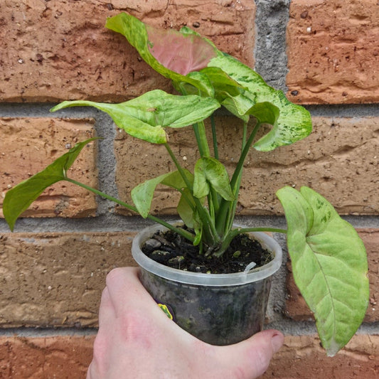 Syngonium Confetti Tricolour