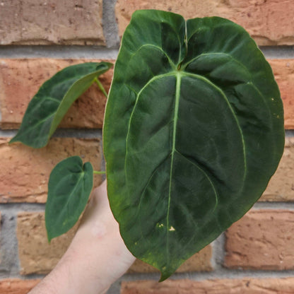 Anthurium Crystallinum 'Hope' x 'Velvet'