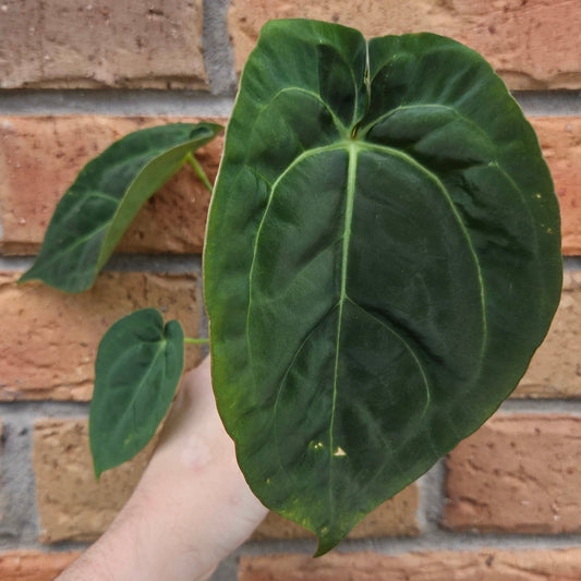 Anthurium Crystallinum 'Hope' x 'Velvet'