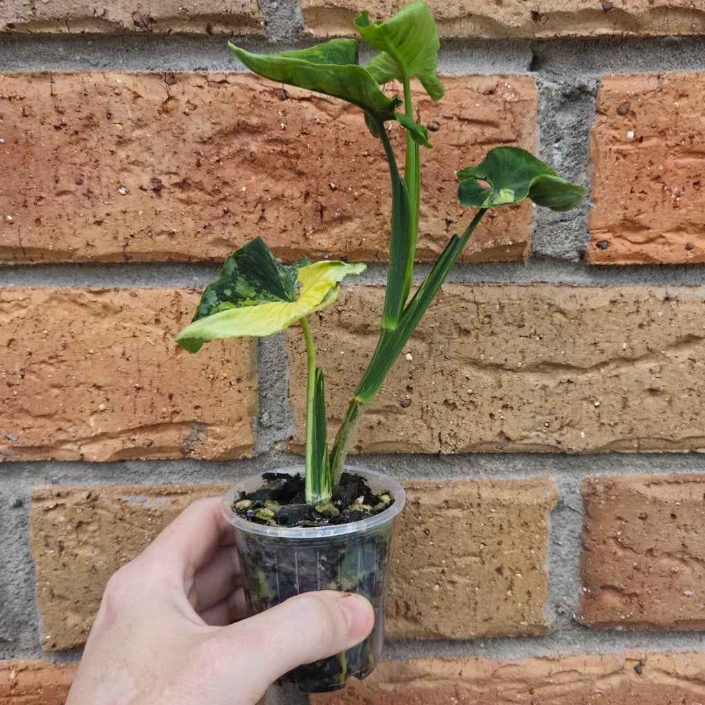 Syngonium Scrambled Eggs