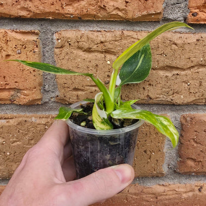Philodendron White Princess Aurea