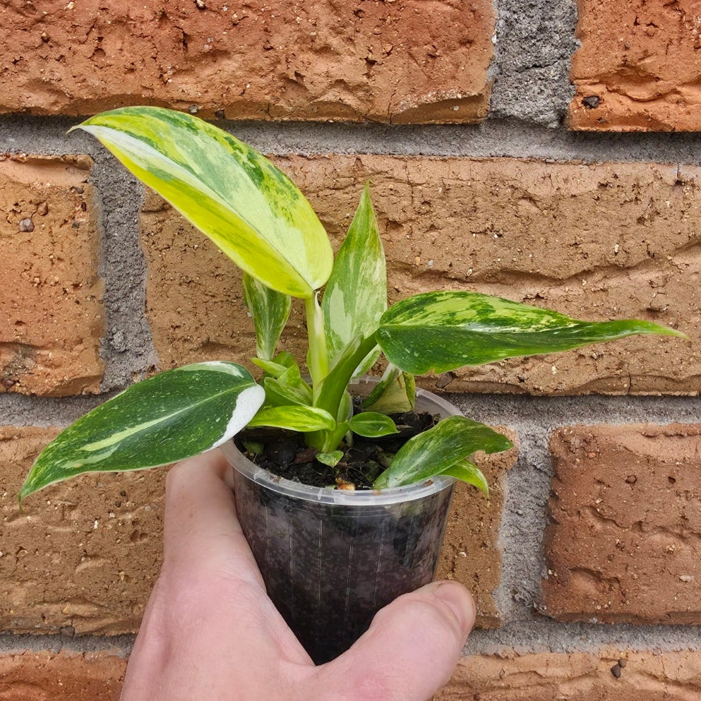 Philodendron White Princess Aurea