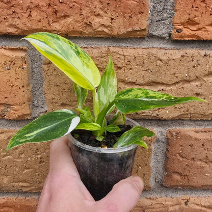 Philodendron White Princess Aurea