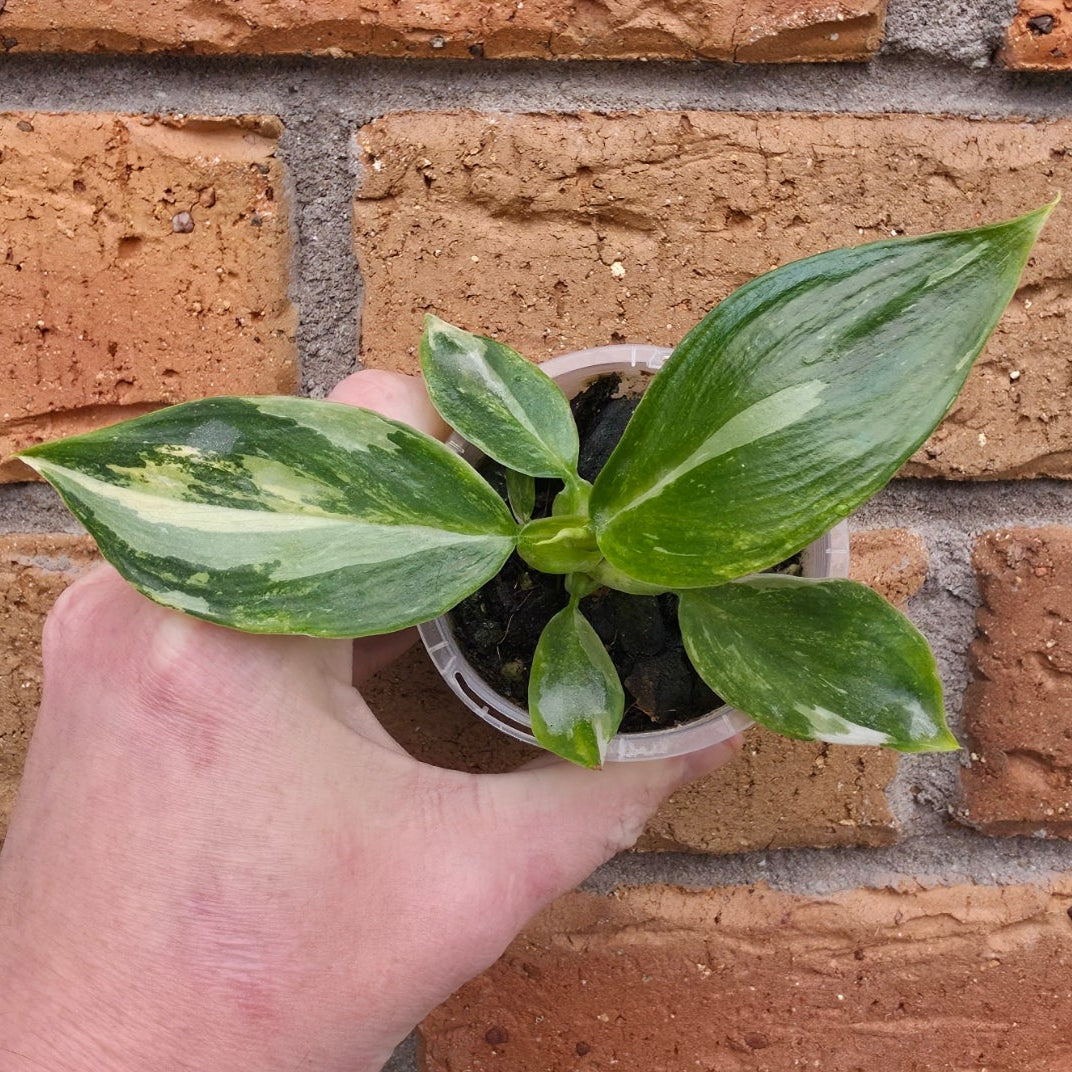 Philodendron White Wizard Tricolour