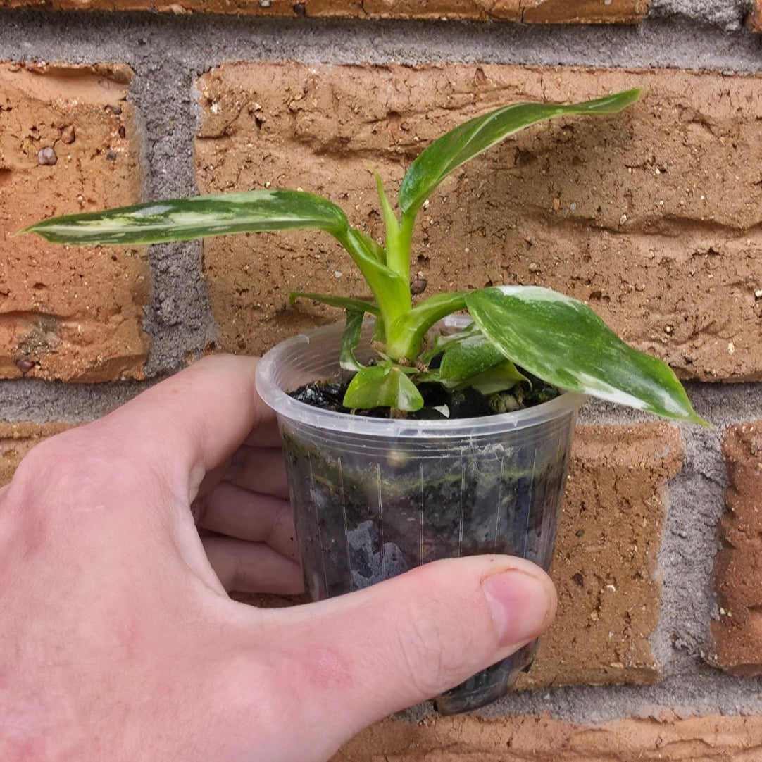 Philodendron White Wizard Tricolour