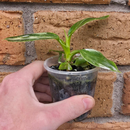 Philodendron White Wizard Tricolour