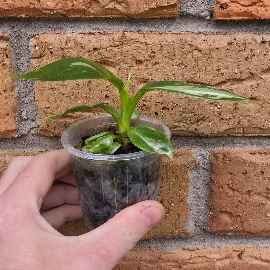 Philodendron White Wizard Tricolour