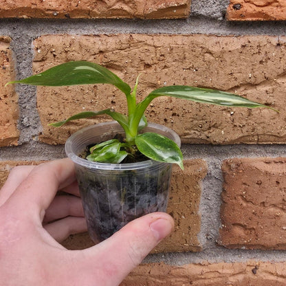 Philodendron White Wizard Tricolour