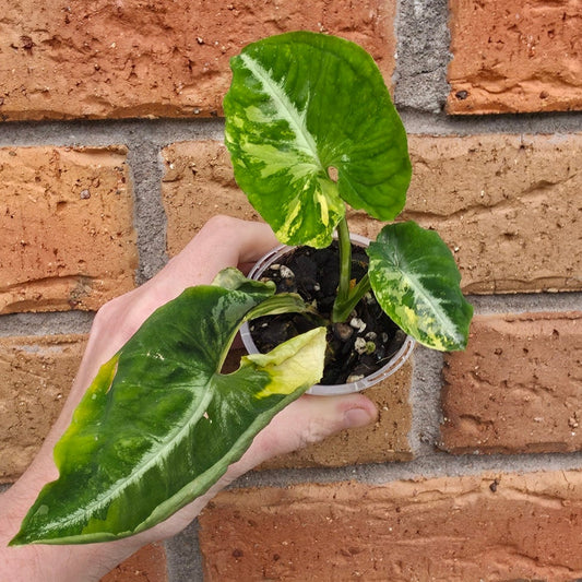 Syngonium Scrambled Eggs