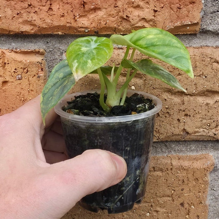 Alocasia Silver Dragon Aurea