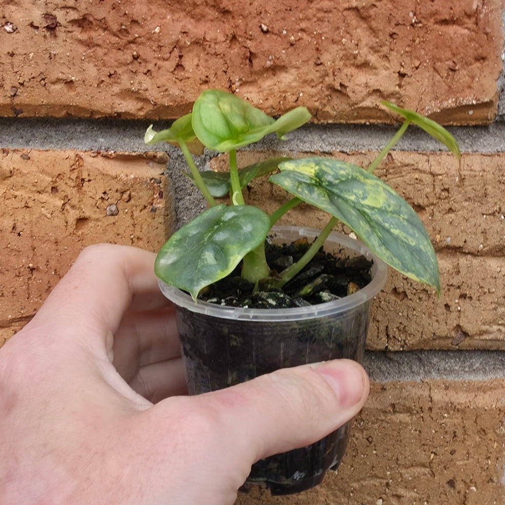 Alocasia Silver Dragon Aurea