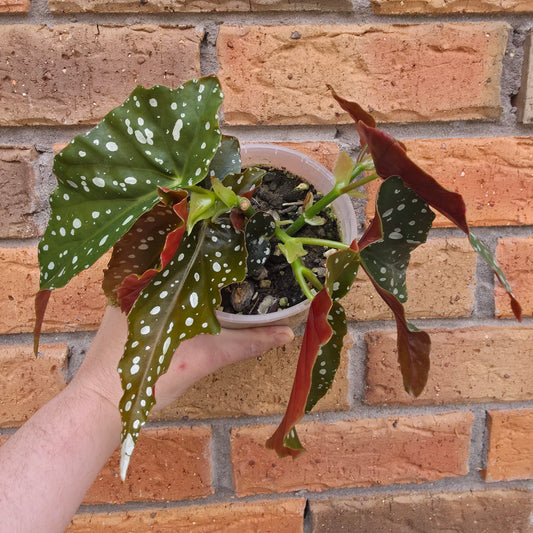 Begonia Maculata
