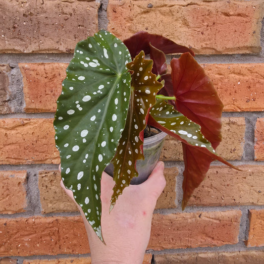 Begonia Maculata