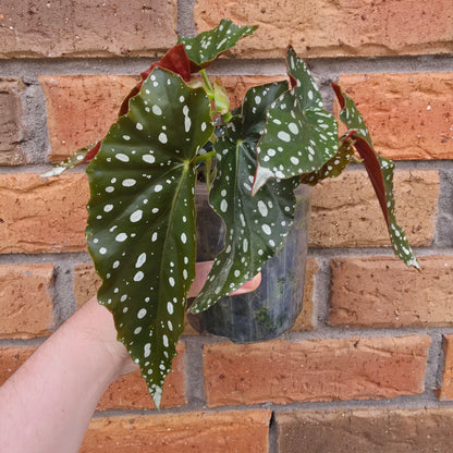 Begonia Maculata