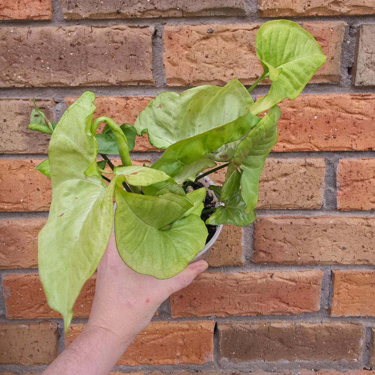 Syngonium Milk Confetti