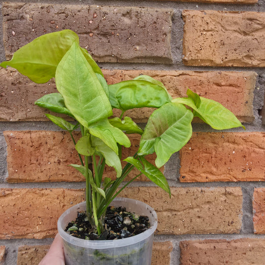 Syngonium Milk Confetti