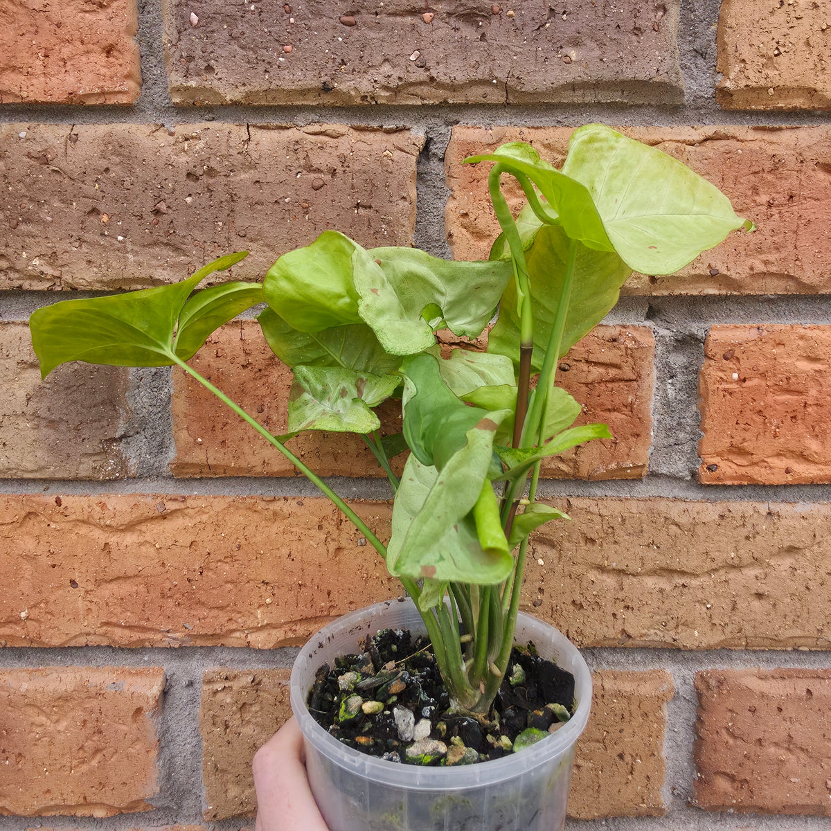 Syngonium Milk Confetti
