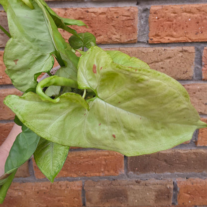 Syngonium Milk Confetti