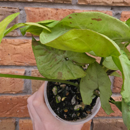 Syngonium Milk Confetti
