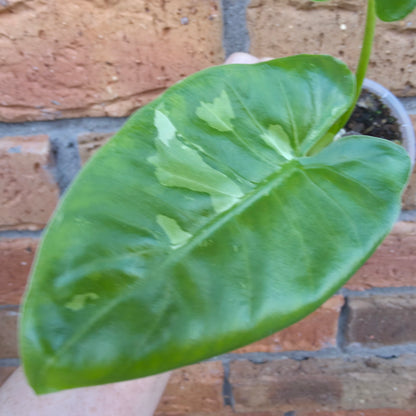 Alocasia Macrorrhiza Variegated