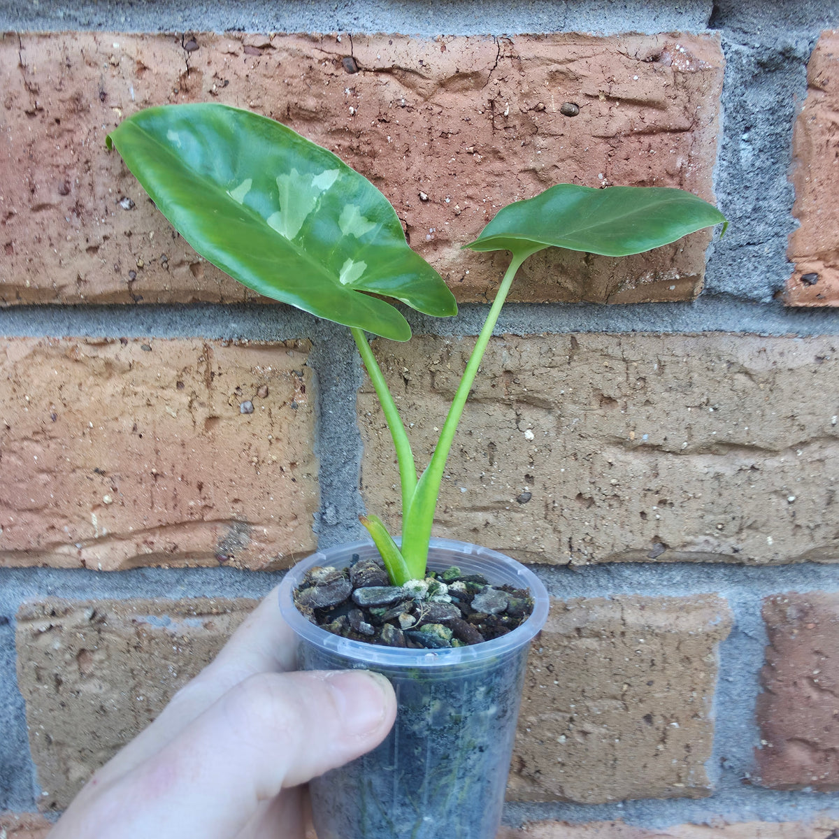 Alocasia Macrorrhiza Variegated
